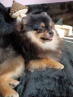 Pomeraniani s PP - 5