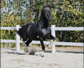 Letošní hříbata po barokním hřebci Bonte Monte - 5