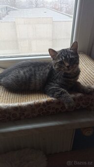 Britská koťátka s PP - 5