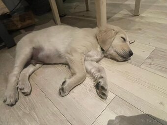 Zlatý retrívr poslední štěňátko🐶 - 5