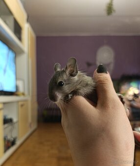 Osmák Degu - 5