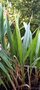 Palma Washington - 5