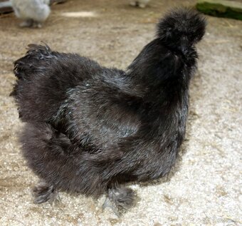 Hedvábnička velká - 5