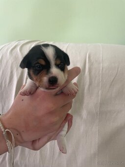Jack Russel terier - 5