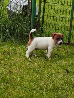 Jack Russell teriér - hladkosrstý pejsek s PP - 5