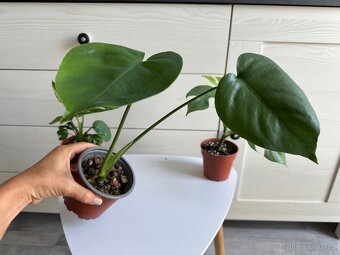 Monstera, cena za 3 rostliny 360 Kč. - 5