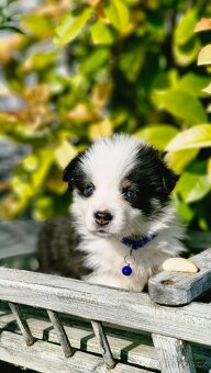 Welsh Corgi Pembroke - 5
