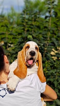 BASSET HOUND - 5