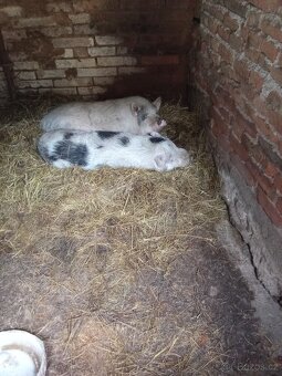 Vietnamská prasata - 5