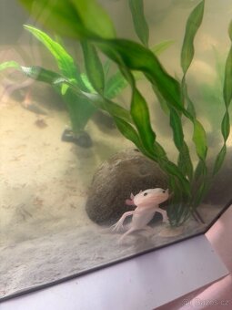 axolotl + akvárium SPĚCHÁ - 5