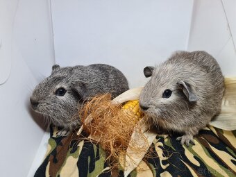 Morčata kluci po odstavu již k odberu - 5