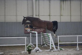 Klisna po Pezetas du Rouet - 5