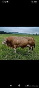 Plemenný býk Masný Simental - 5