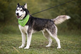 Kodiak sibirsky husky - 5