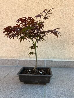 Bonsai, Bonsaj, japonský javor, skalky - 5
