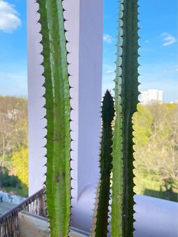 150 cm Pokojova rostlina Prysec trojuhly (trojhranny) - 5