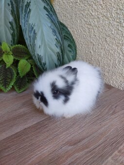 Zakrslý králík TEDDY - černobílý sameček - 5
