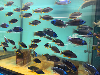 Tlamovci Copadichromis borleyi - 5
