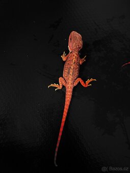 Agama vousatá RED - 5