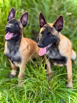 BELGICKÝ OVČÁK MALINOIS - ŠTĚŇATA S PP - 5