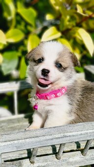 Welsh Corgi Pembroke - 5
