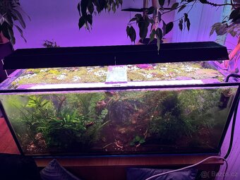 Prodej sladkovodního akvária 270L - 5