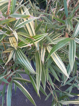 Bambus Metake Variegata - 5