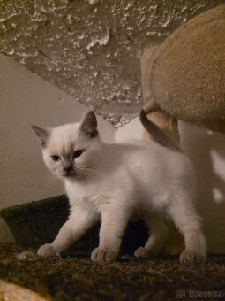 Britská blue point - 5