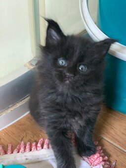 mainská mývalí koťata - 5