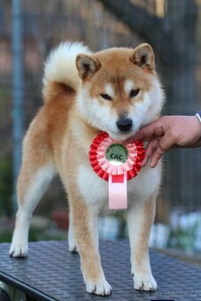 Shiba Inu s PP FCI - 5