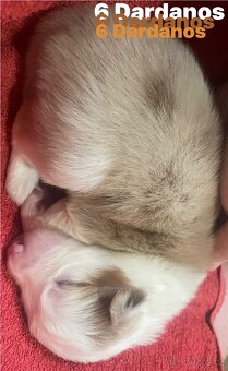 Border kolie s pp - 5