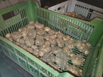 Hluzy Kál, Calla, Zantedeschia - 5