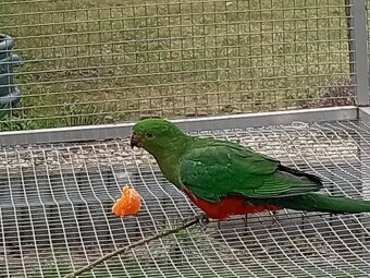 Papoušek královský - 5