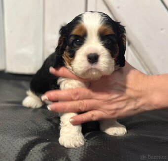 Kavalir King Charles spaniel - 5