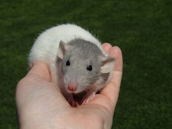 Dumbo, rex, obláčkový efekt - mláďata potkánků s VP - 5