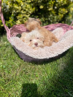 Maltipoo štěňátka - 5