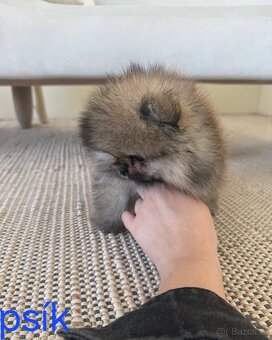Pomeranian mini - 5