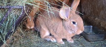 Prodám králíky - 5