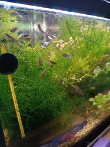 Endlerky Japan blue - 5