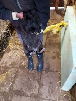 Králíci samice i samci německý obrovitý strakáči a křížencia - 5