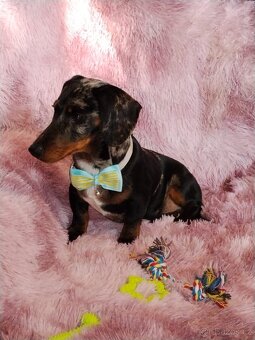 Jezevčík hladkosrstý trpasličí - 5