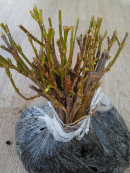 ZLATICE-Zlatý déšť: POSEL JARA - 5