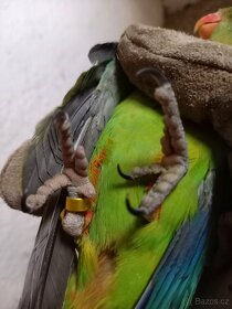 Papoušek nádherný - 5