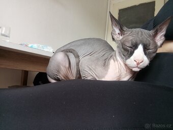 Kanadský sphynx - 5