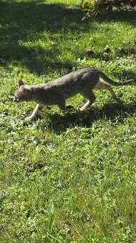 Bengálská kočka - 5