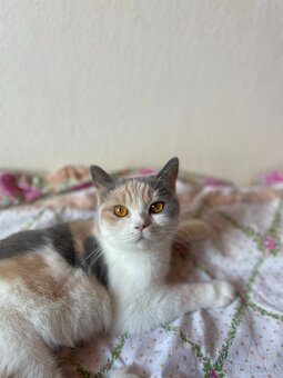 Prodám britská koťátka (bez PP) po papírových rodičích - 5