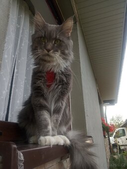 Kocourek ke krytí. - 5