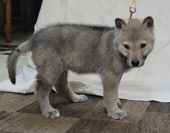 Československý vlčák - bez PP po rodičoch s PP - 5