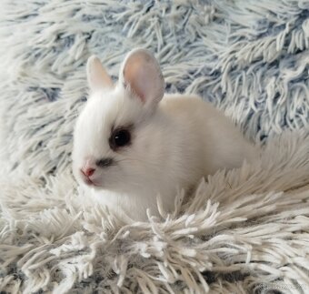 Zakrslý králík - 5