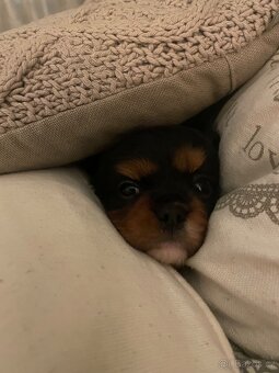Kavalír King Charles Španěl - 5